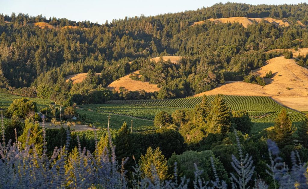 Dutton-Goldfield Winery Angel Camp Vineyard.