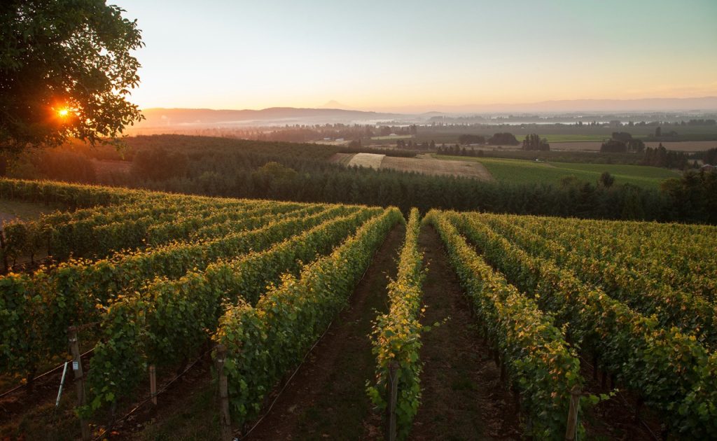 Renegade Ridge Vineyard in Dundee Hills.