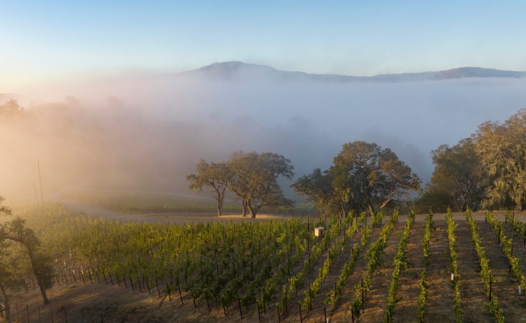 Vineyard at Somerston Estate.