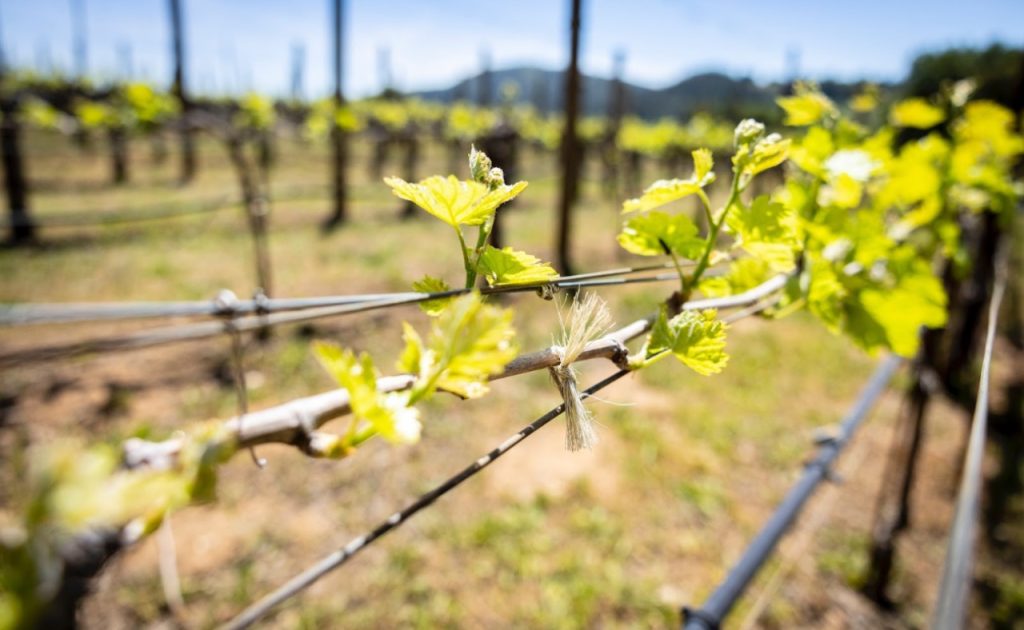 Bud break in the vineyards of Dry Creek Valley.