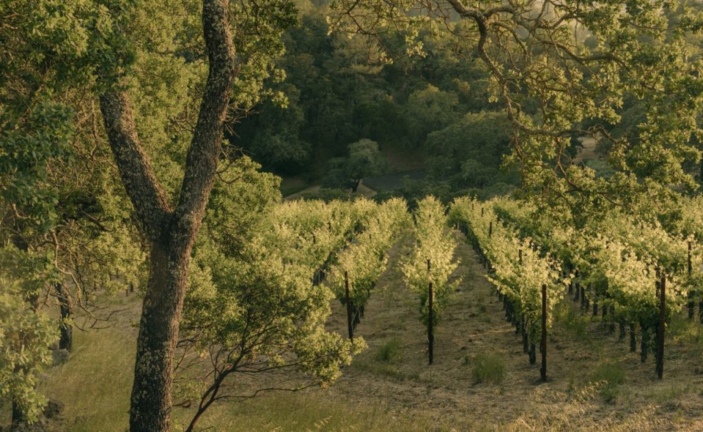 Bond Wine Quella vineyard.