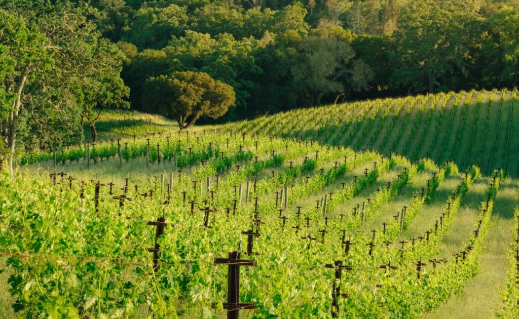 Bond Wine Melbury vineyard.