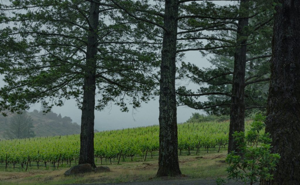 Bond Wine Pluribus Vineyard.