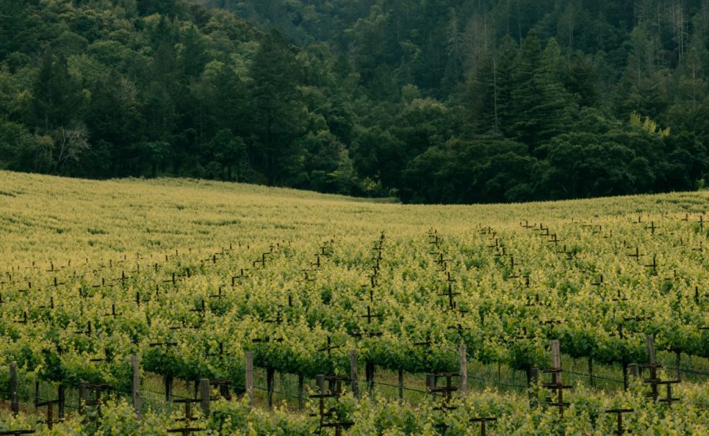 Bond Wine Vecina Vineyard.