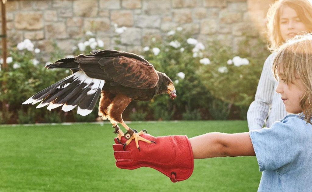 Stanly Ranch Resort Falconry demonstration.