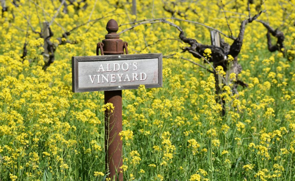 Robert Biale Vineyards during mustard season.