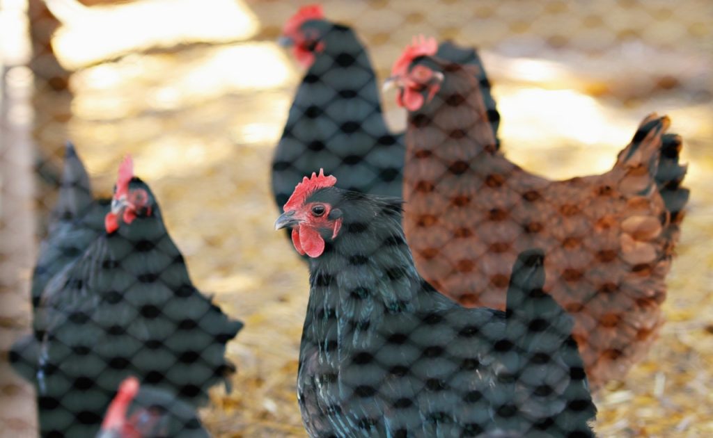 Chickens at Robert Biale Vineyards.