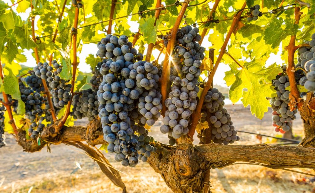 Cabernet Sauvignon grapes at Shafer Vineyards.