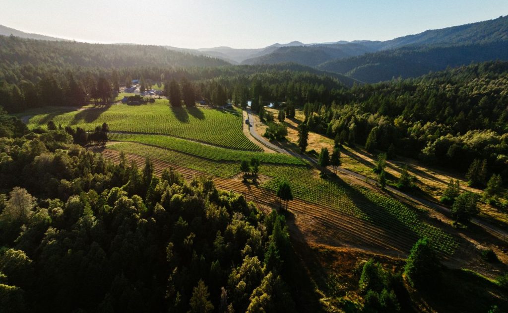 Aerial view of Sonoma Vineyard.