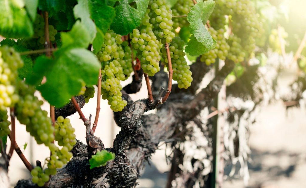 Arista Winery's organically grown grapes nearing harvest time.
