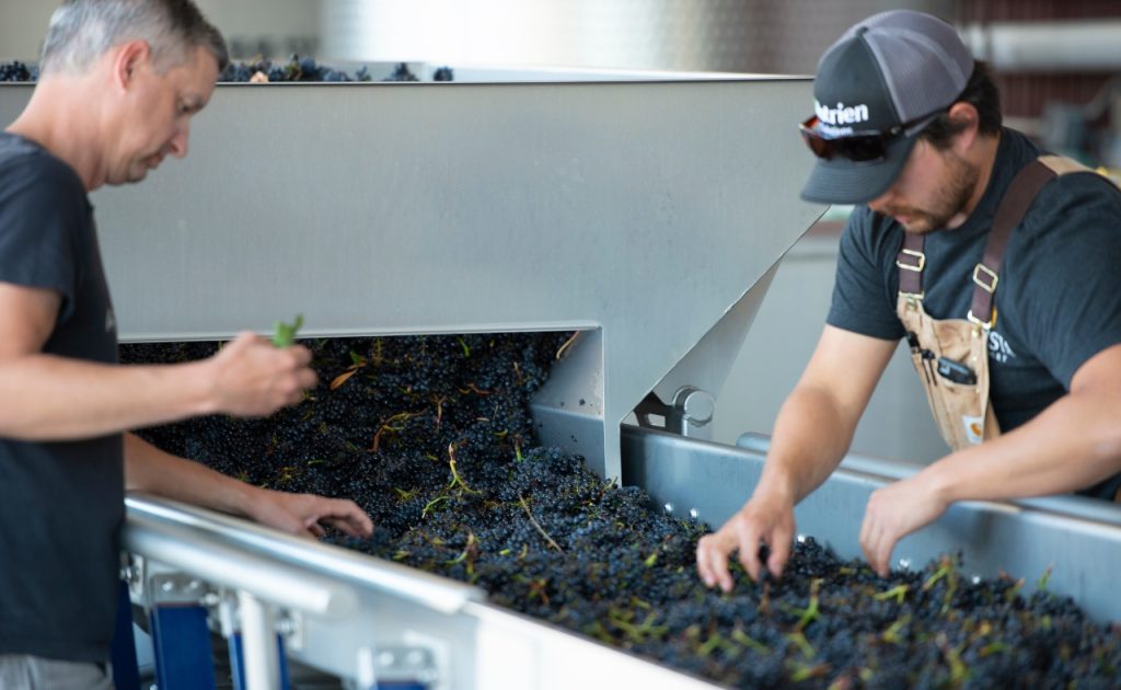 Arista Winemaker Matt Courtney keeps a watchful eye on the sorting table during harvest.