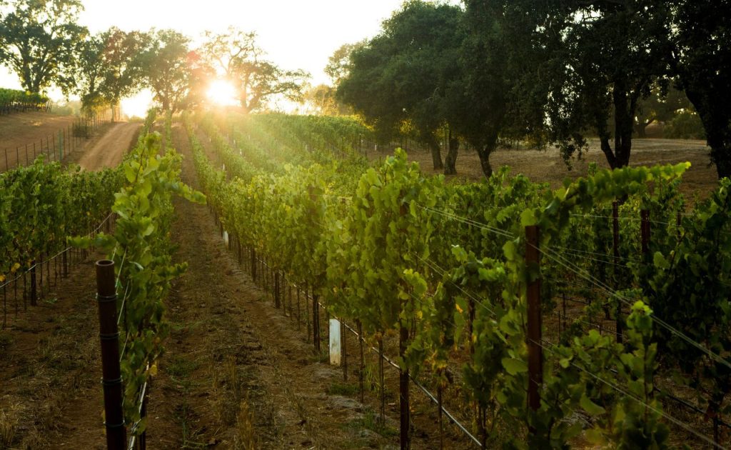 Arista Winery vineyard at sunset.