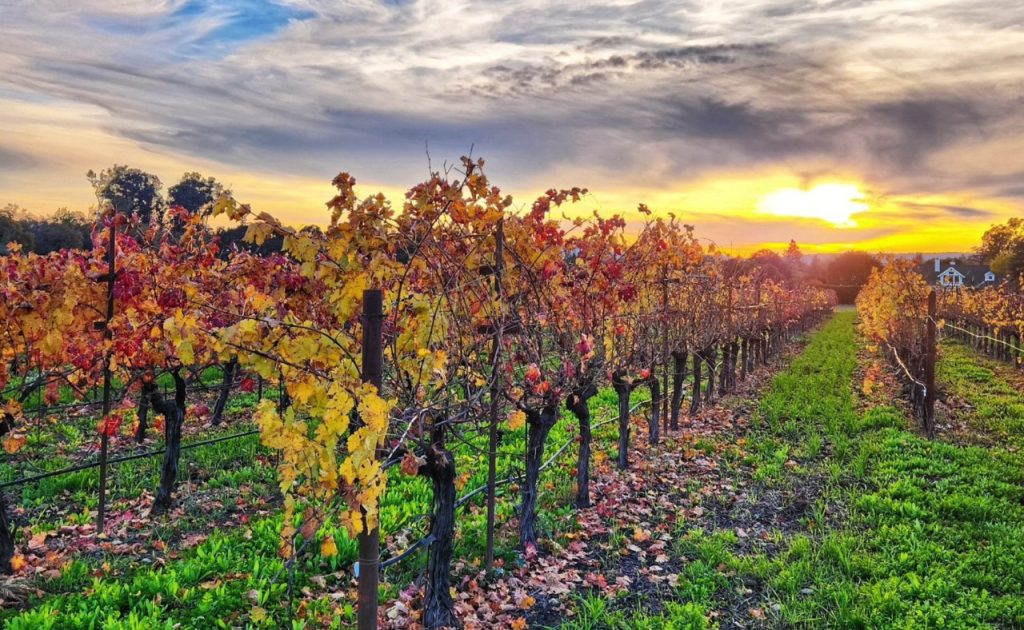 Bartholomew Estate Winery vineyard in Fall Season.