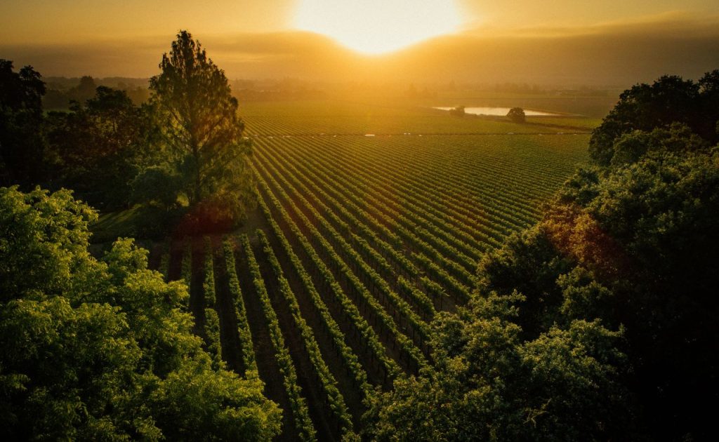 Freemark Abbey Winery Vineyard at sunset.