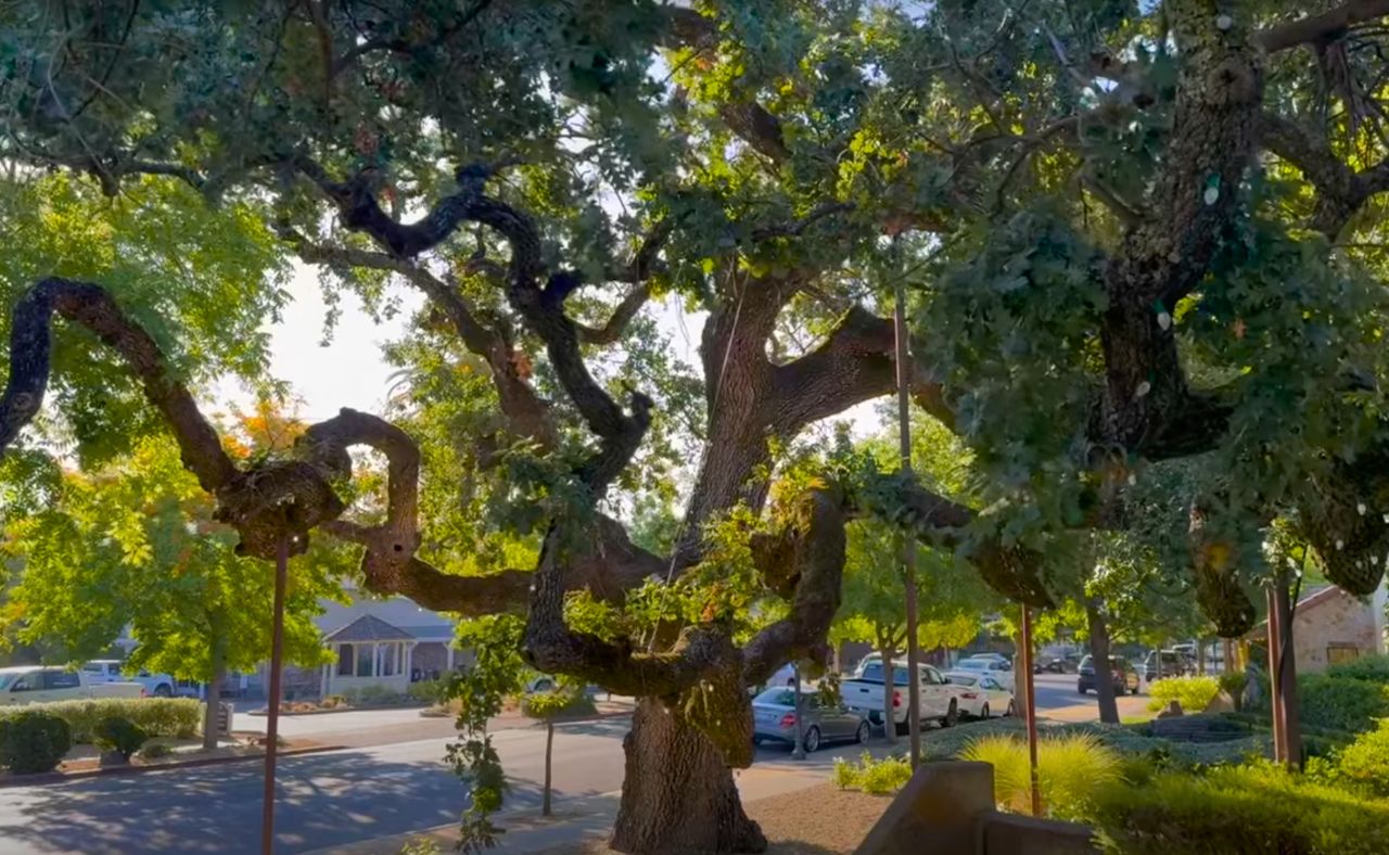 Oak tree in yountville, Napa Valley.