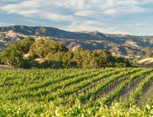 VIDEO: Sonoma County Wine Overview