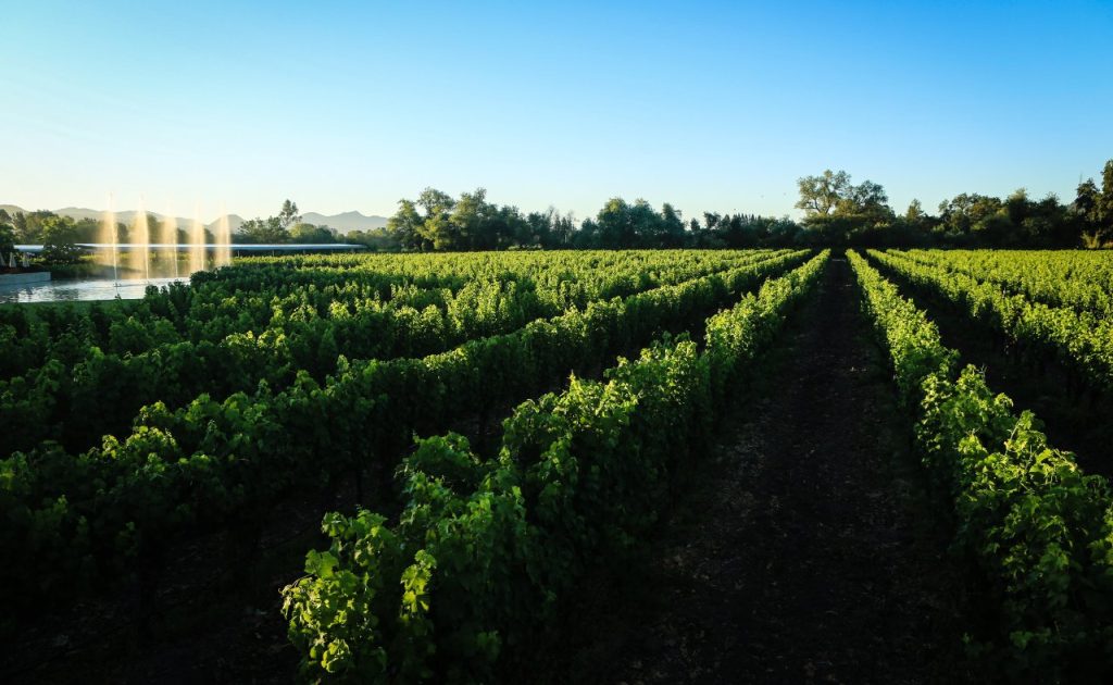 Alpha Omega Winery vineyard. 
