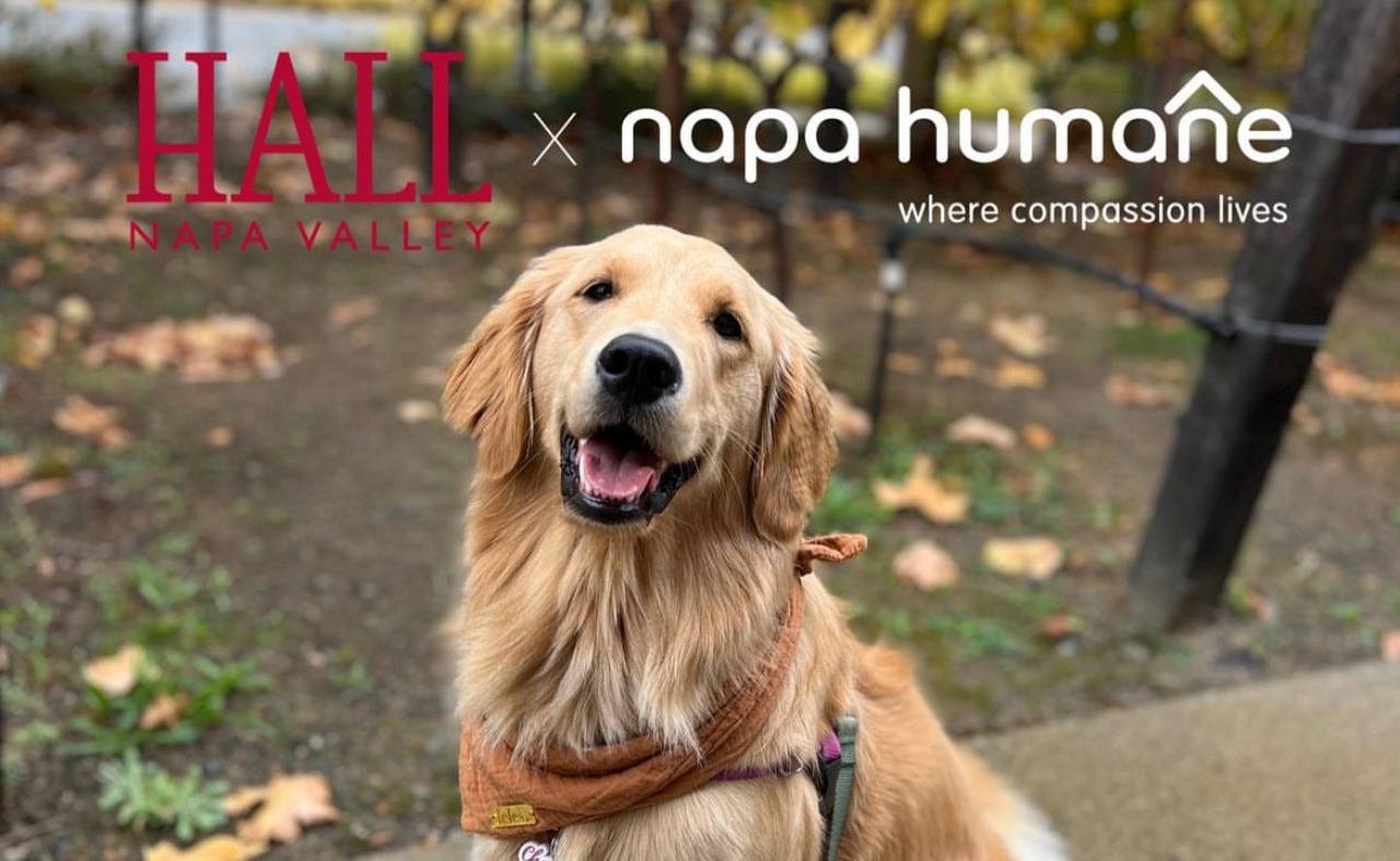 Golden Retriever at Hall Napa Valley Harvest Hounds Event in Napa Valley.