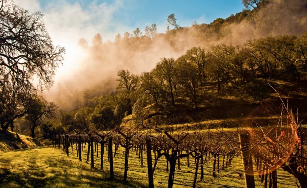 Morning fog lifting at Brown Estate Vineyards.