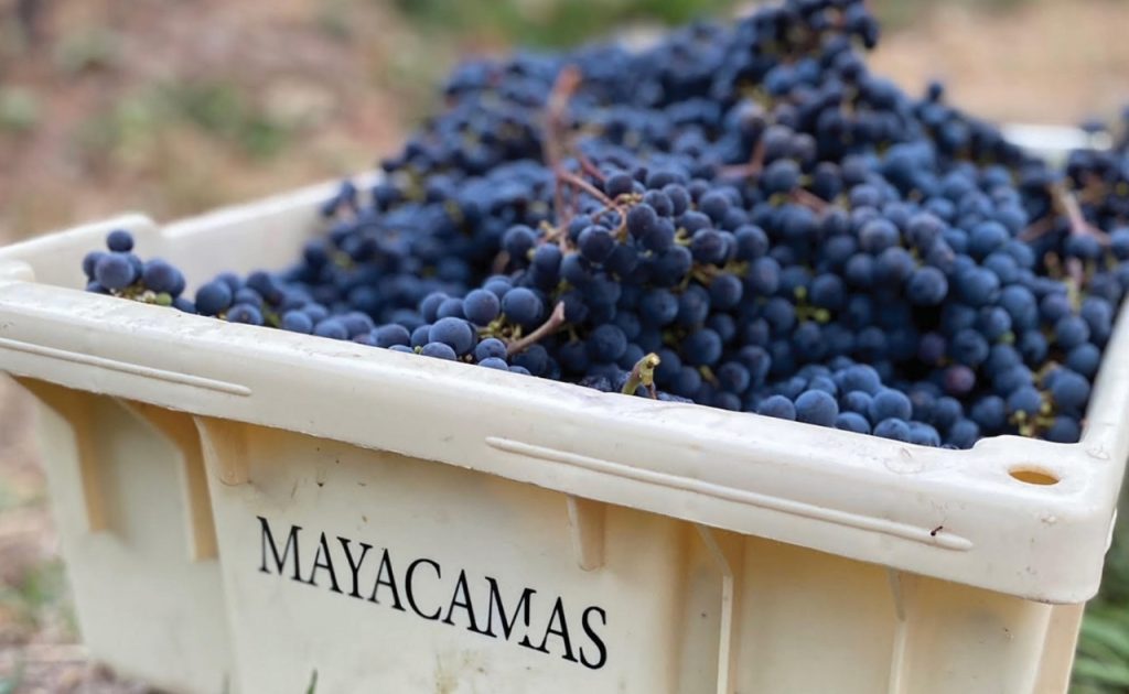 Mayacamas Vineyards cabernet grapes in bin.