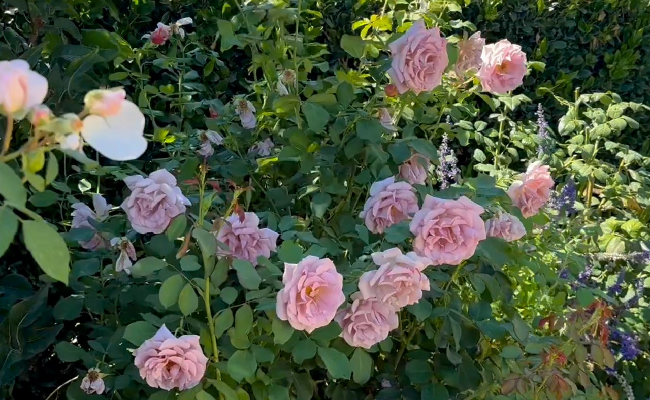 Purple roses Cornerstone Sonoma.