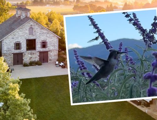 (VIDEO) Hummingbirds at Hall Wines in St. Helena, Napa Valley