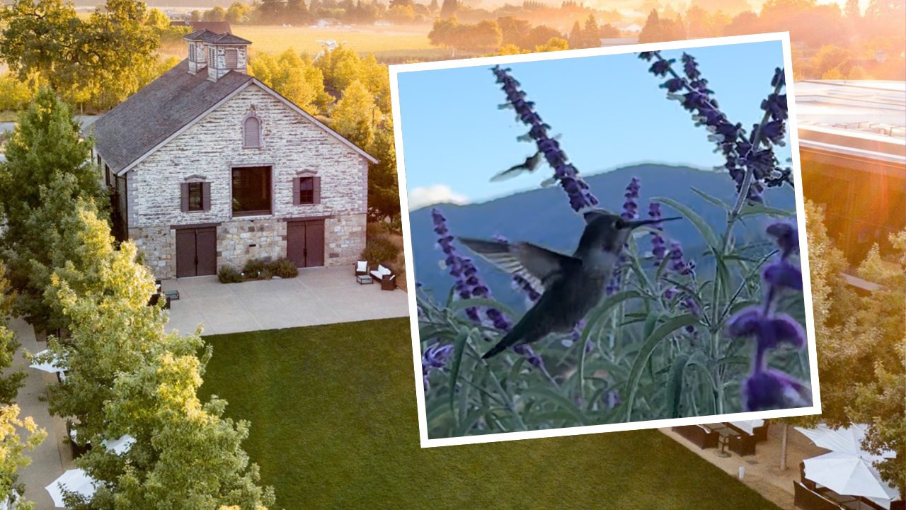 hall-wines-hummingbirds