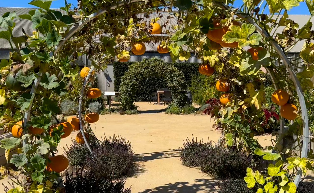 Pumpkin trellis in garden at Cornerstone Sonoma Marketplace.