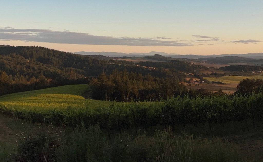 Arabilis vineyards at sunset.
