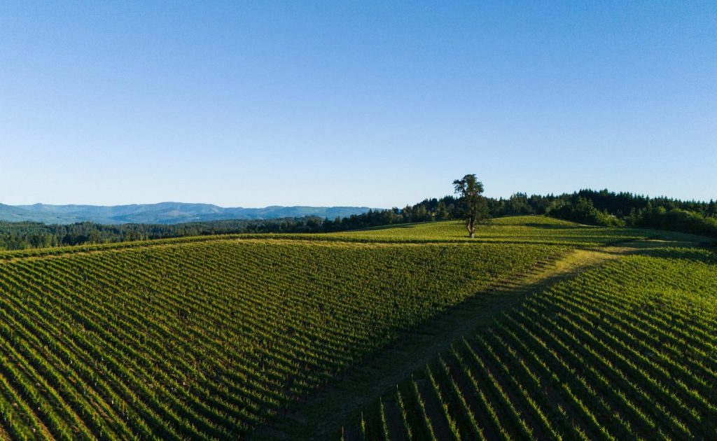 Argyle Winery’s Giving Tree Vineyard. 