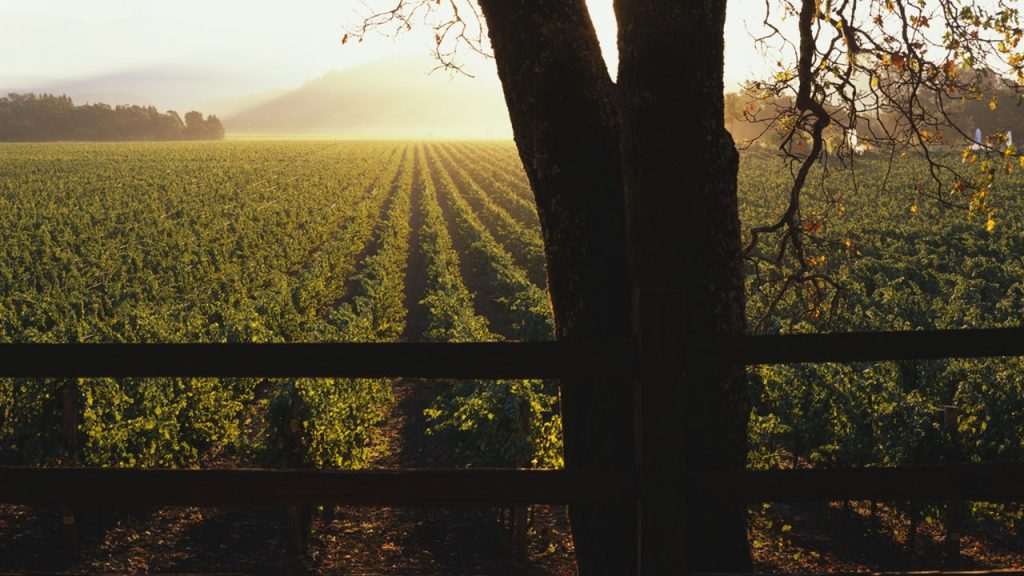 Far Niente winery vineyard.