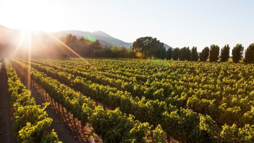 Far Niente winery vineyard.