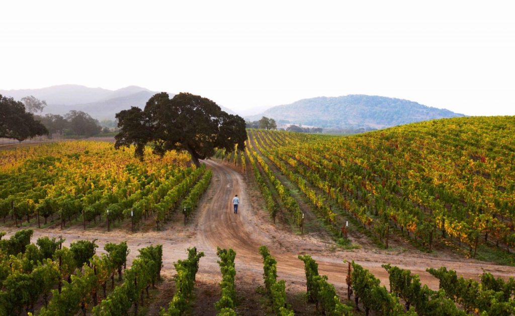 Winemaker, David Jelinek walking the Faust Wines vineyard.