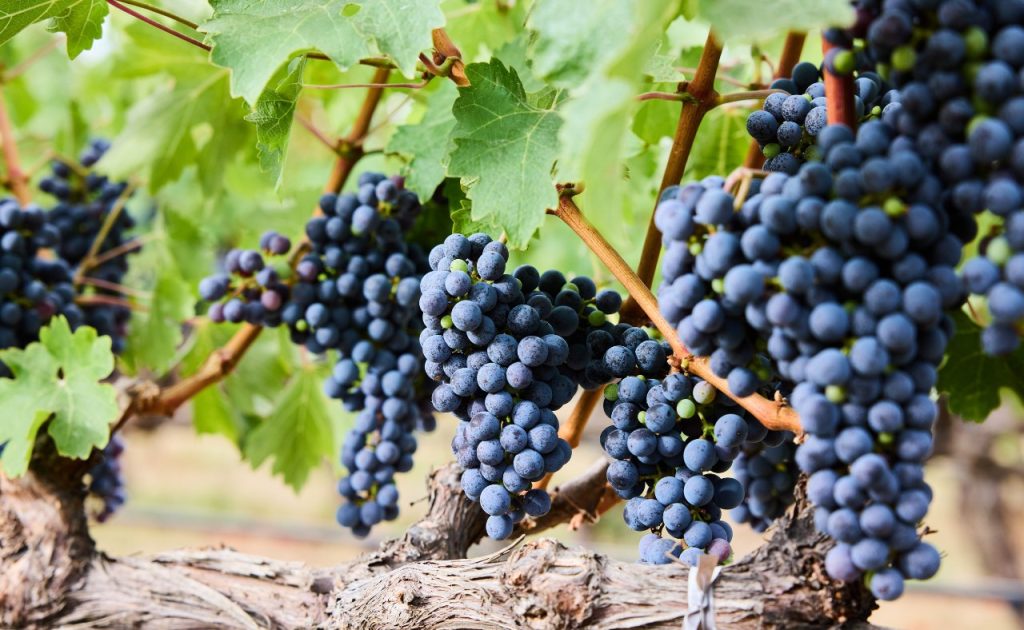 Faust Wines Grapes.