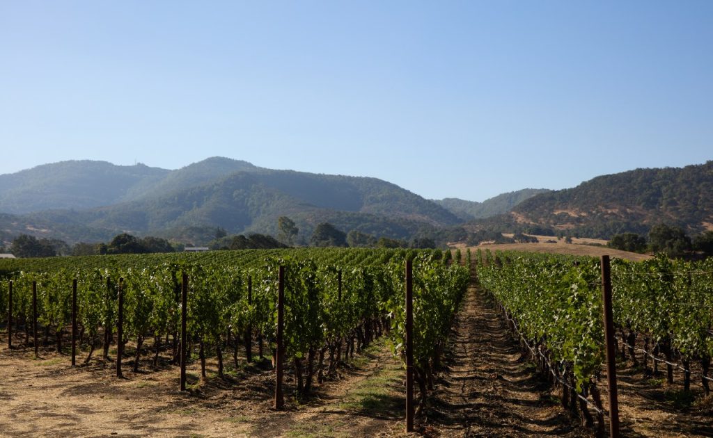 Faust Wines Vineyard.
