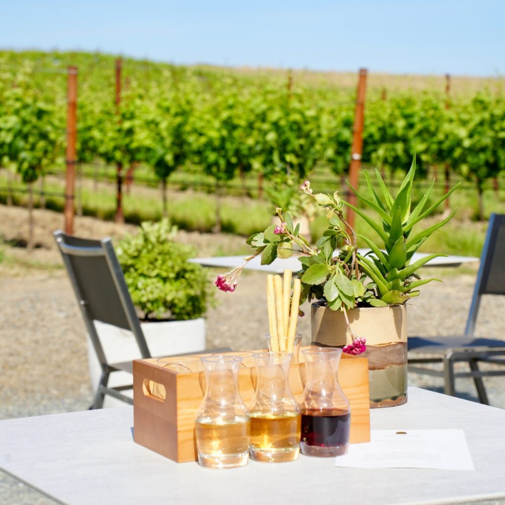 Wine in the vineyard at Cuvaison winery.