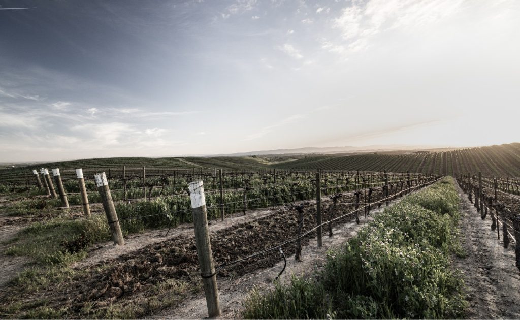 Serial Wines vineyard.