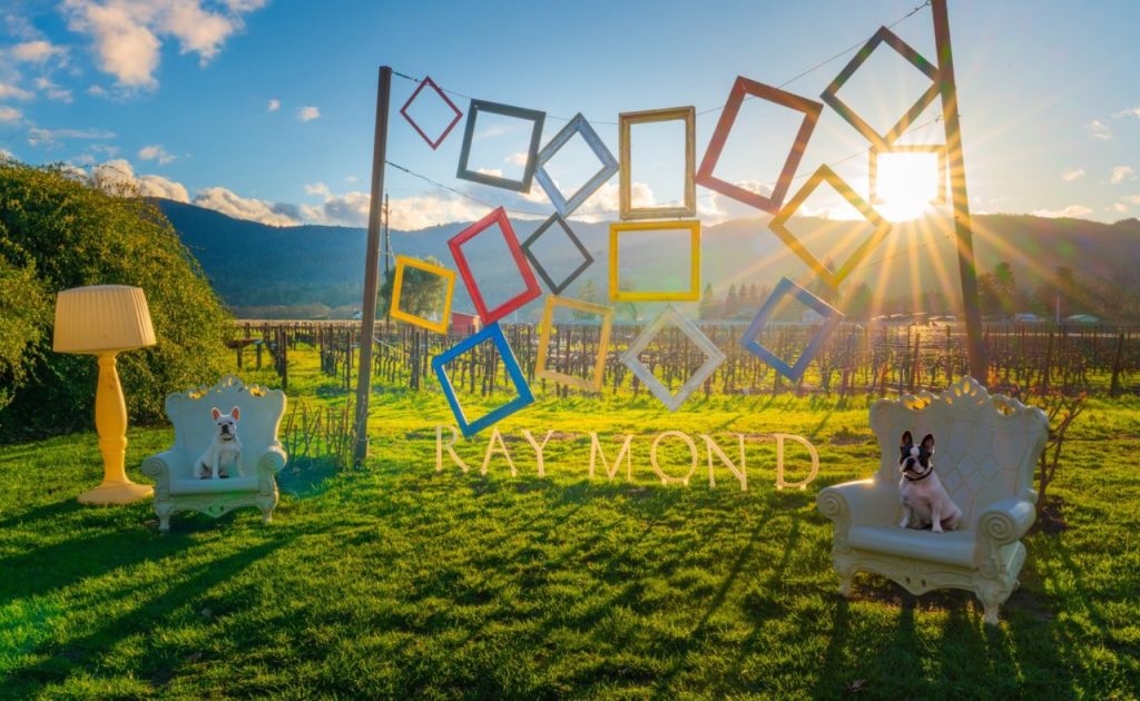 Dogs sitting on Raymond Vineyards outdoor chairs.