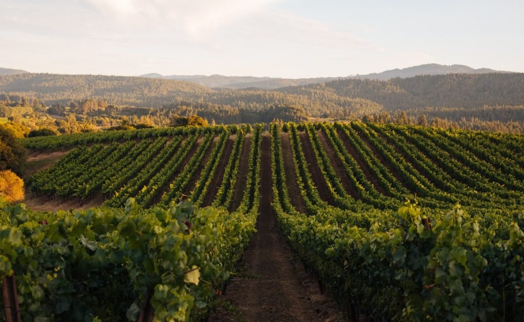 Roederer Estate vineyard.