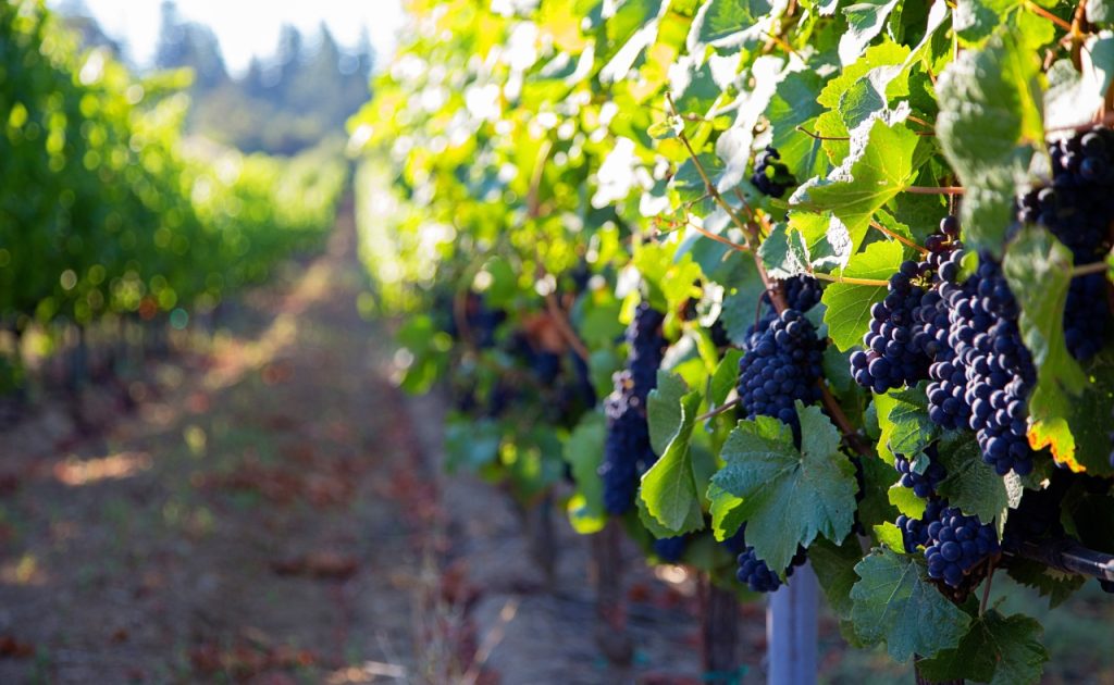 Grapes at Roederer Estate vineyard during harvest.