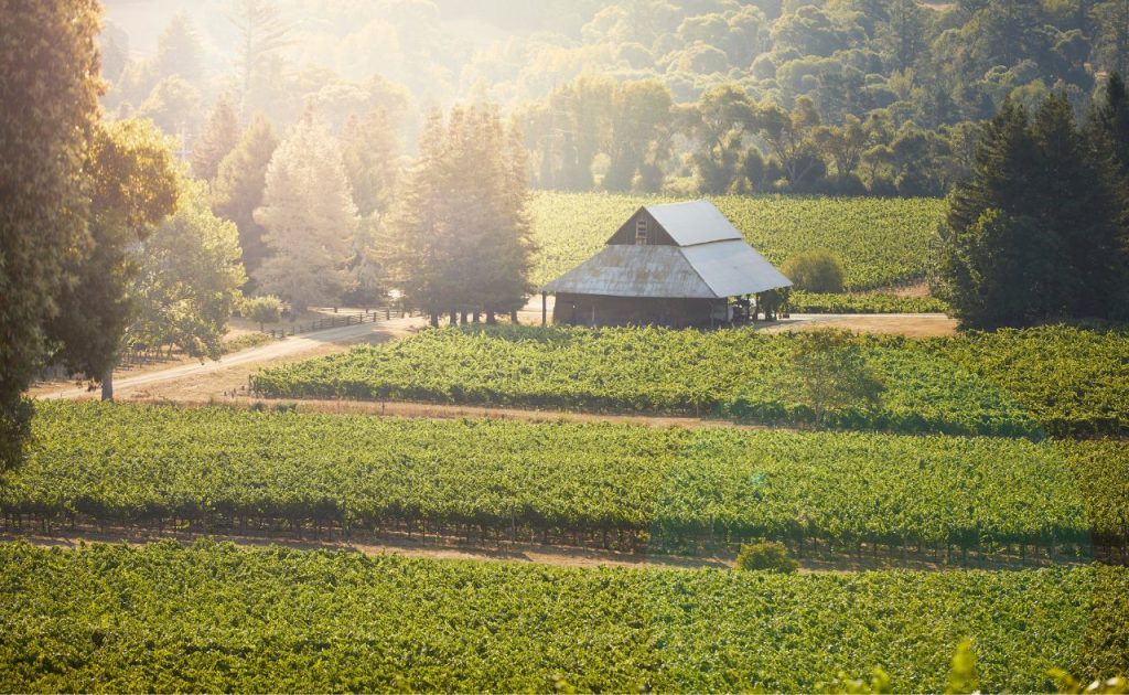 Vineyard and historic property at Scharffenberger Cellars.