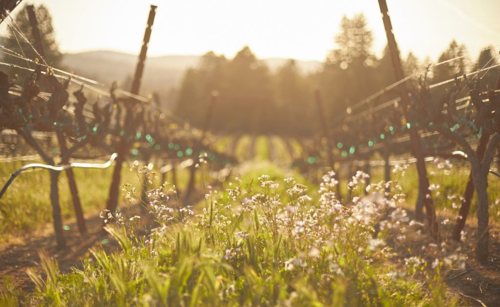 Vineyard during winter season. at Scharffenberger Cellars.