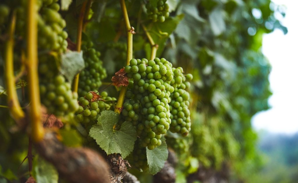 Vineyard grapes at Scharffenberger Cellars.