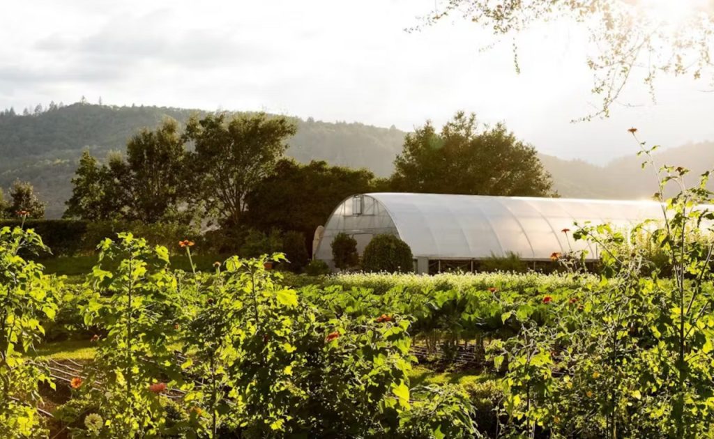 The French Laundry restaurant culinary garden in yountville, napa valley. 