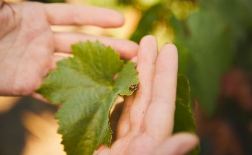 Scharffenberger Cellars winemaker holding vineyard grape leaf.