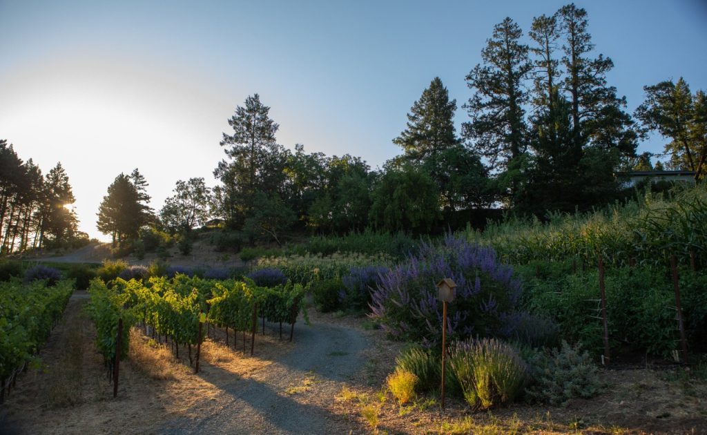 Clif Family Winery vineyard.