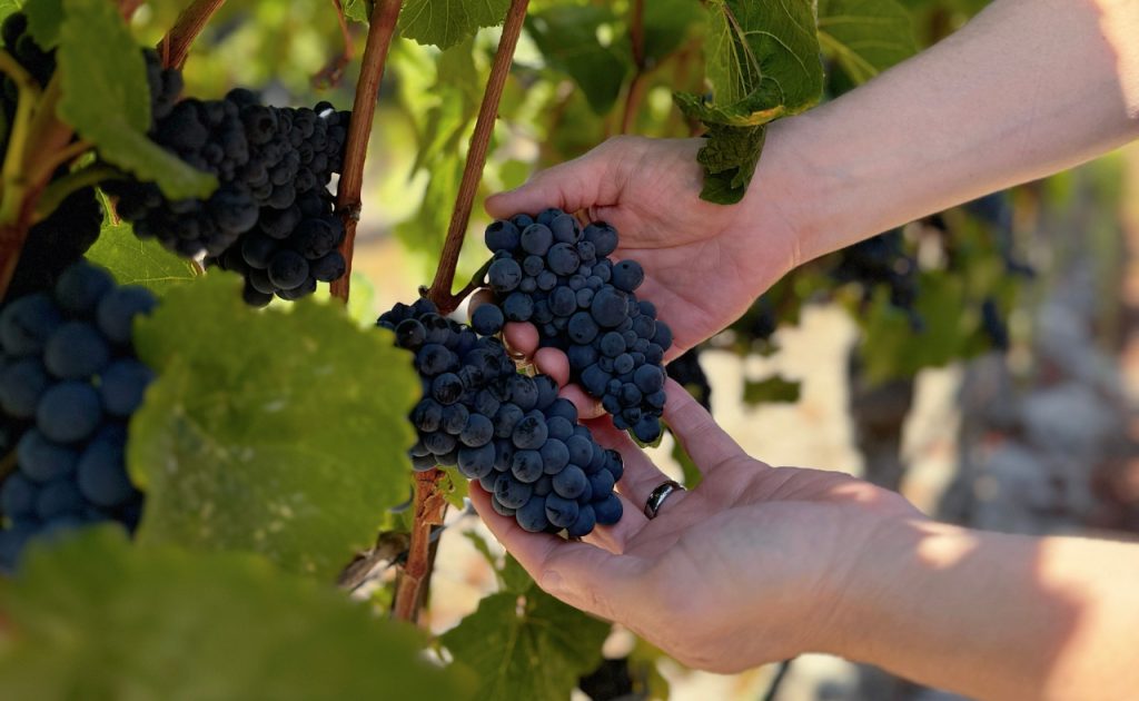 Winemaker, Brent McKoy, in Hallberg Vineyard during harvest.