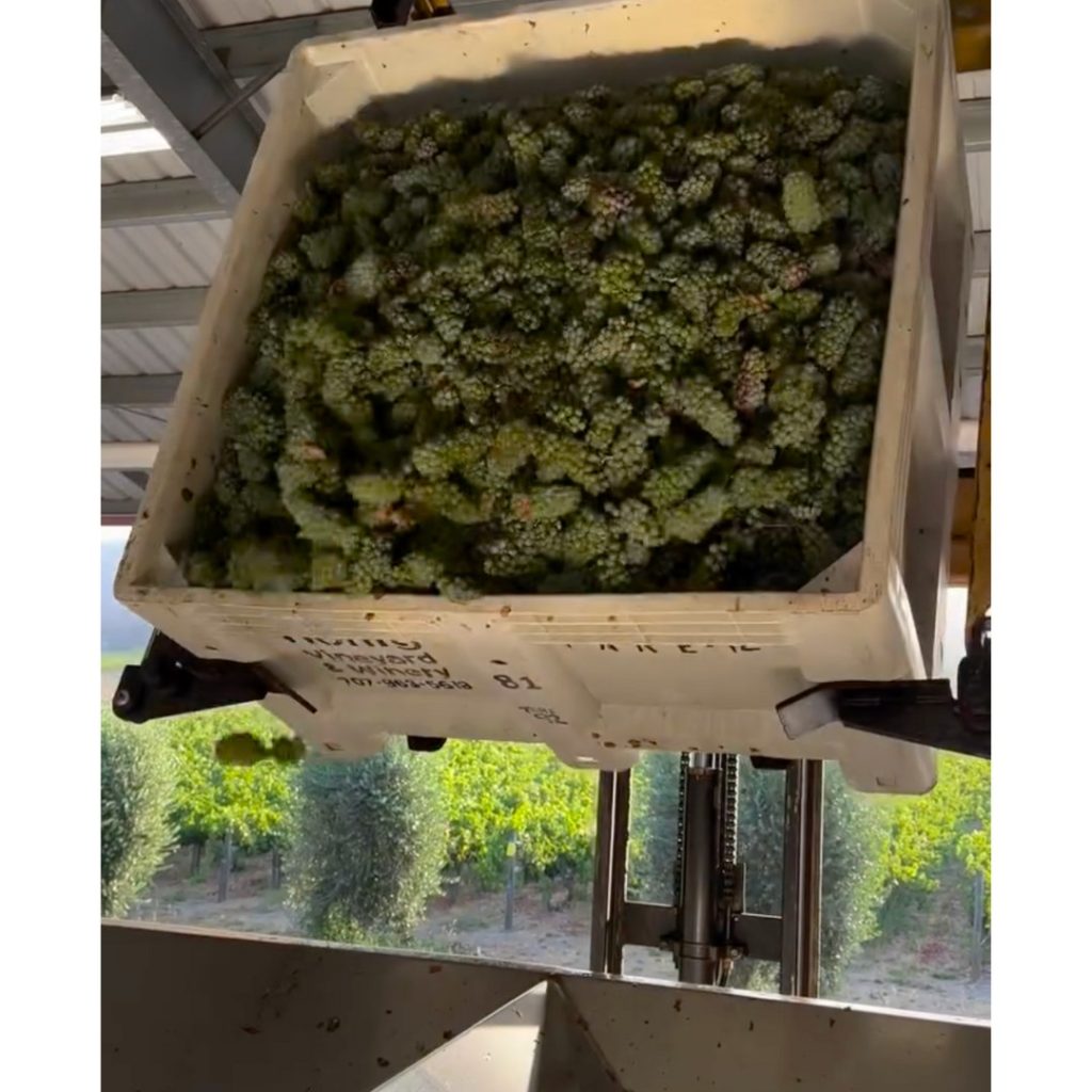 Wine grapes being poured onto the crush pad and being prepared for fermentation.