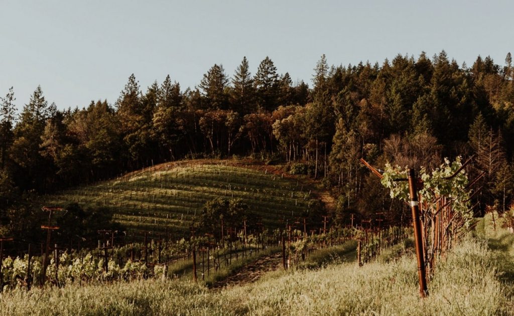 Ink Grade Estate vineyard with trees.