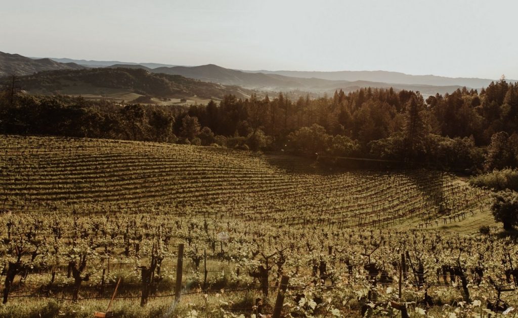 Ink Grade Estate vineyard at sunset.